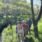 102朽網岐れの4,000本の山桜の葉桜をバックに.JPG