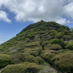 116山頂の肩から山頂を臨む。来月にはピンクに染まる。.JPG